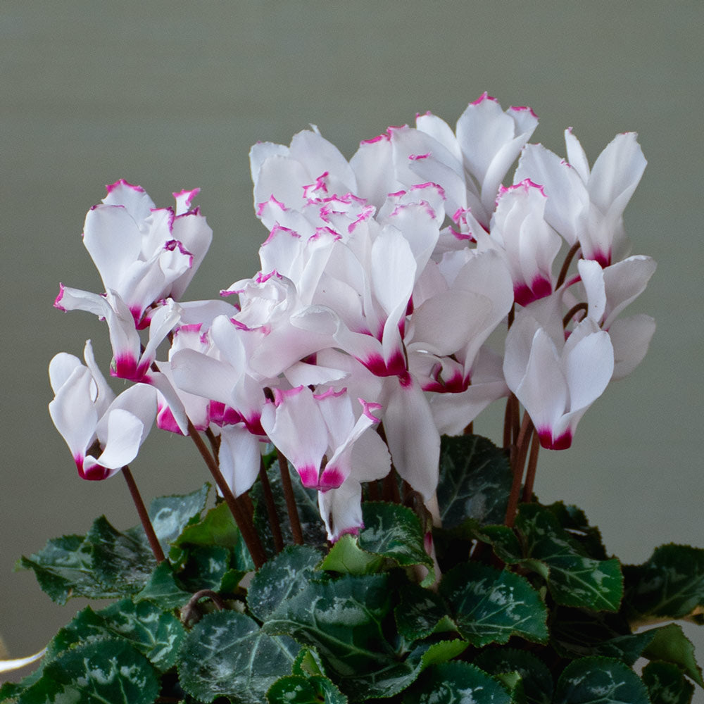 Cyclamen Absolu® de Morel in golden metal cachepot
