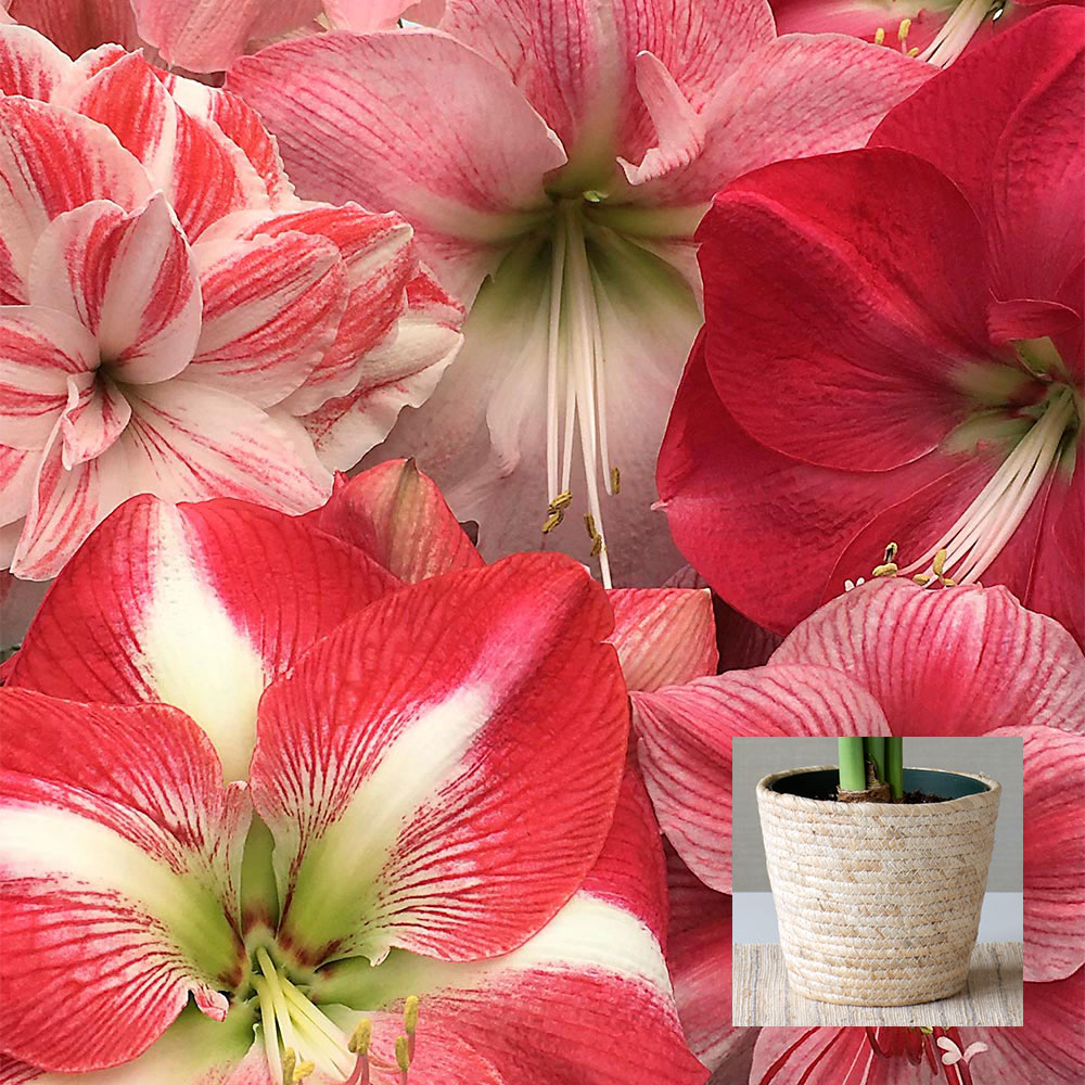 Amaryllis Candyland Pink Trio, 3 bulbs in natural jute baskets