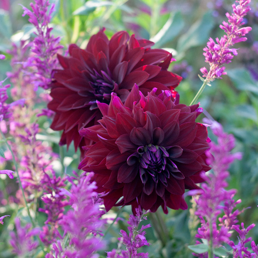 Dahlia 'Rip City'
