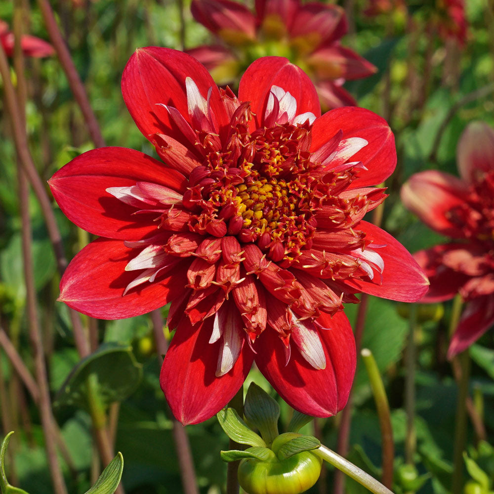 Dahlia 'Speech'