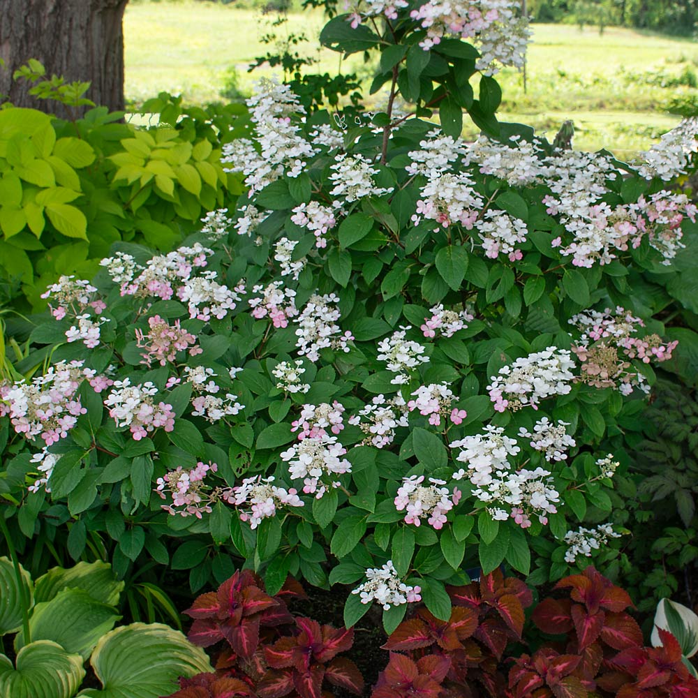 Hydrangea paniculata Little Quick Fire®