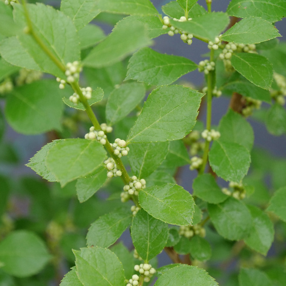 Compact Winterberry Duo