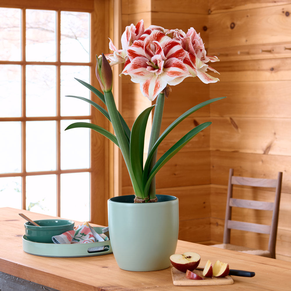 Amaryllis 'Bright Nymph'
