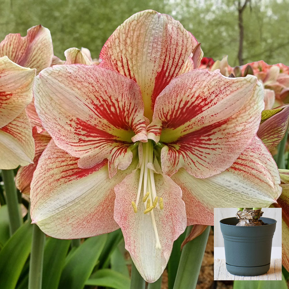 Amaryllis 'Burgundy Haze,' one bulb in nursery pot