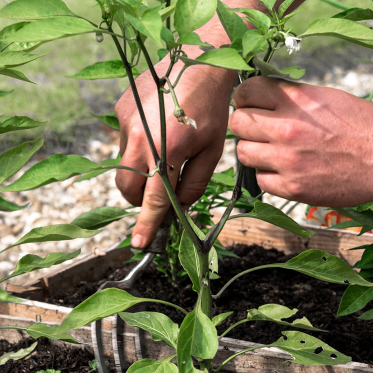 Lehman's Mega Heirloom Seed Vault with Waterproof Case