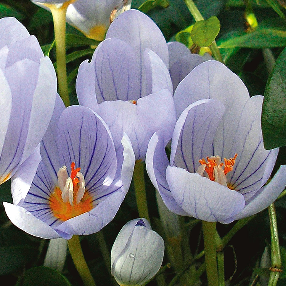 Fall-Blooming Crocus Mix