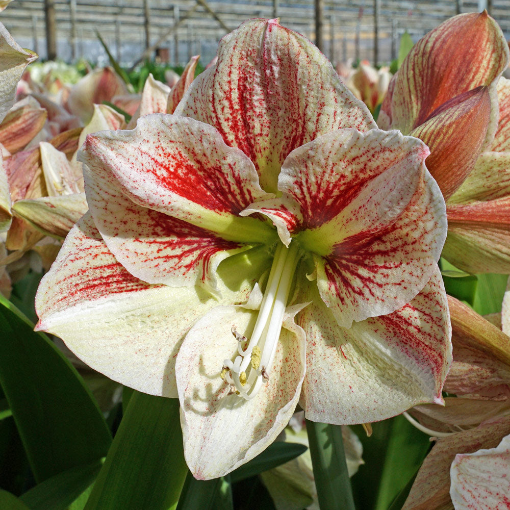 Amaryllis 'Burgundy Haze,' one bulb in linen bag