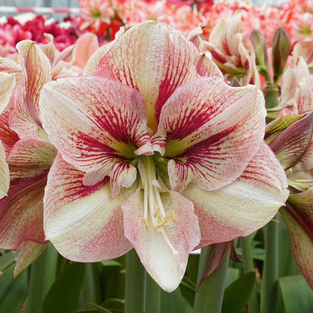 Amaryllis 'Burgundy Haze,' one bulb in linen bag