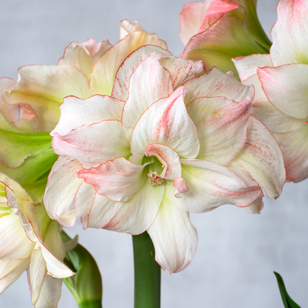 Amaryllis 'Aphrodite,' one bulb in nursery pot