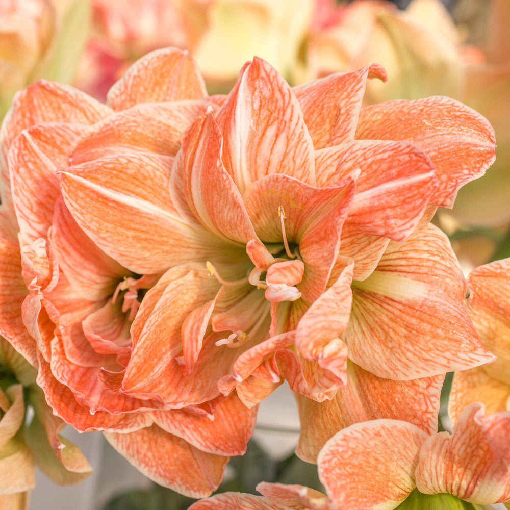 Amaryllis 'Exotic Nymph,' one bulb with Dutch hurricane vase kit