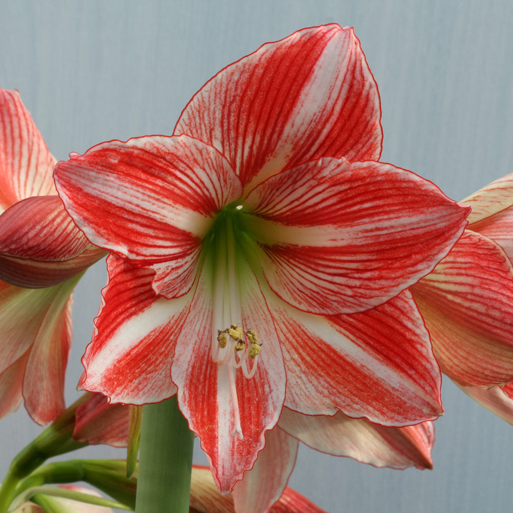Amaryllis 'Fairytale'