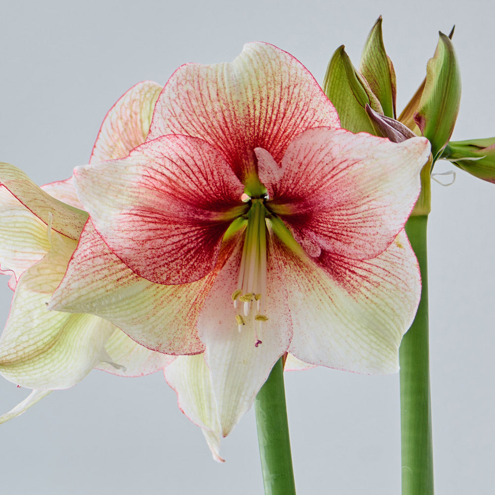 Amaryllis 'Grandise Fantasy'