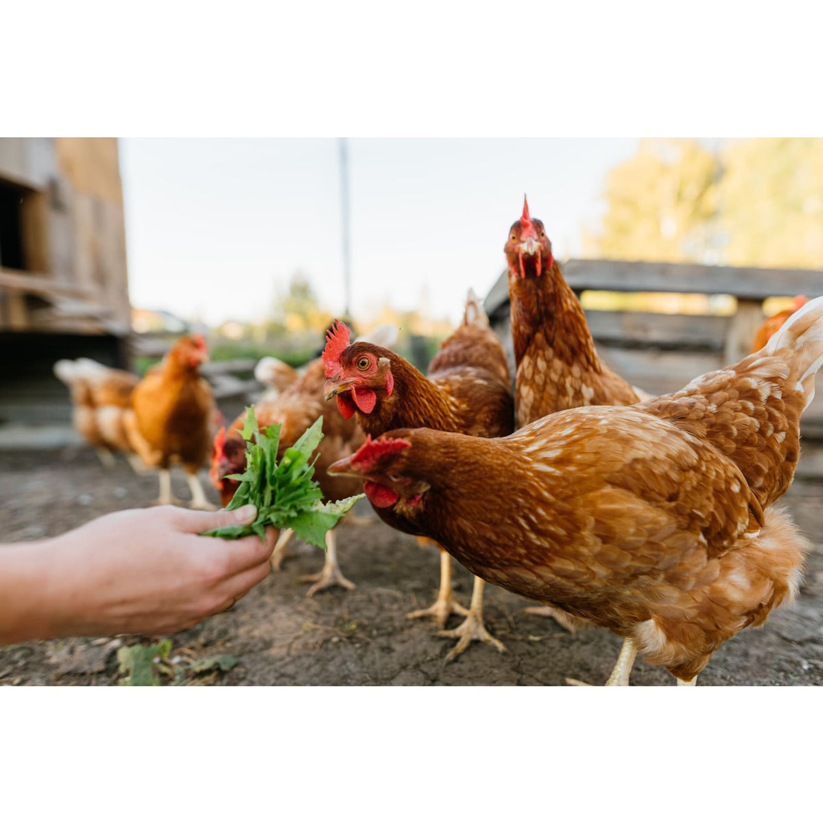 Homesteading Book