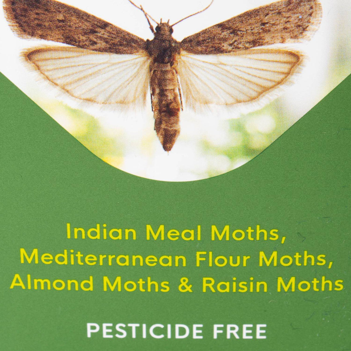 Pantry Moth Trap