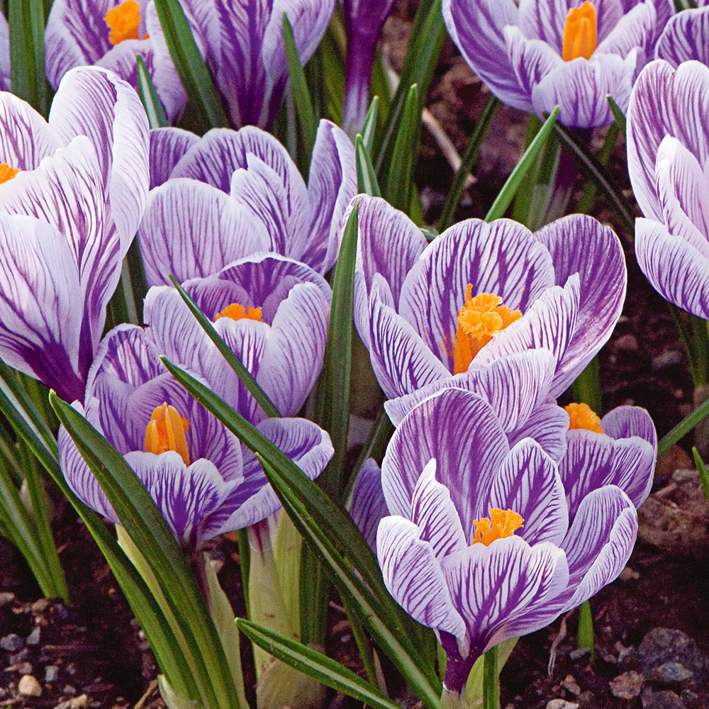 Route 63 Crocus Mix