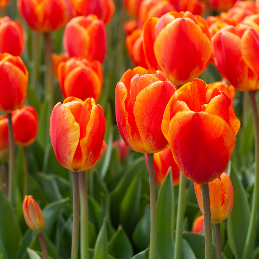 White Flower Farm Perennial Tulip Collection
