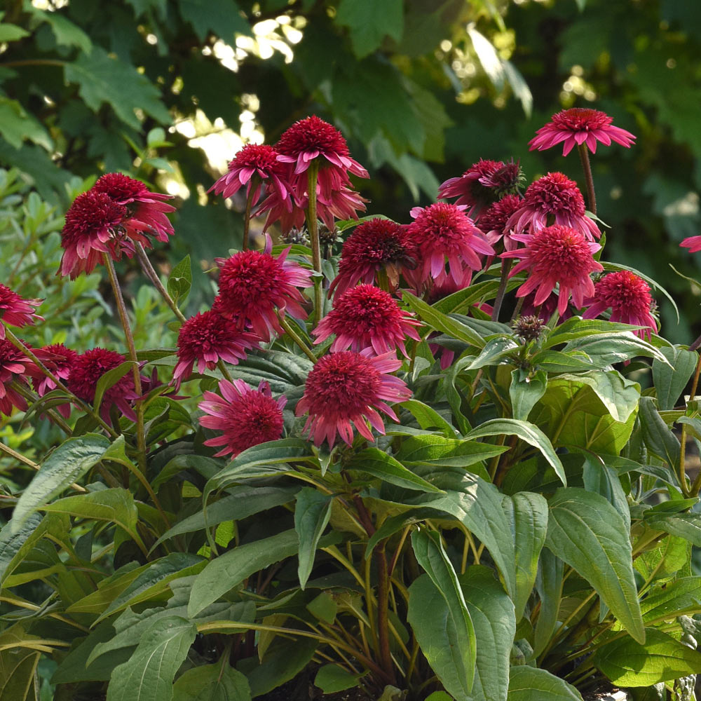 Echinacea purpurea Double Scoop™ Watermelon Deluxe