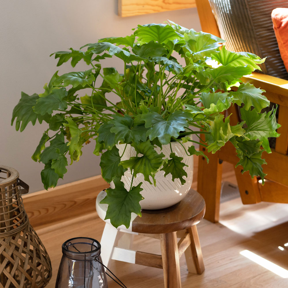 Philodendron 'Hope' in cream ceramic cachepot