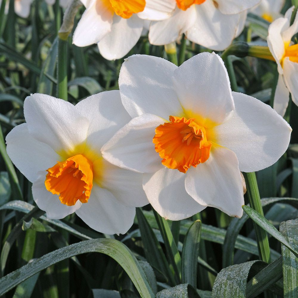 Large-Cupped Daffodil Naturalizing Mix