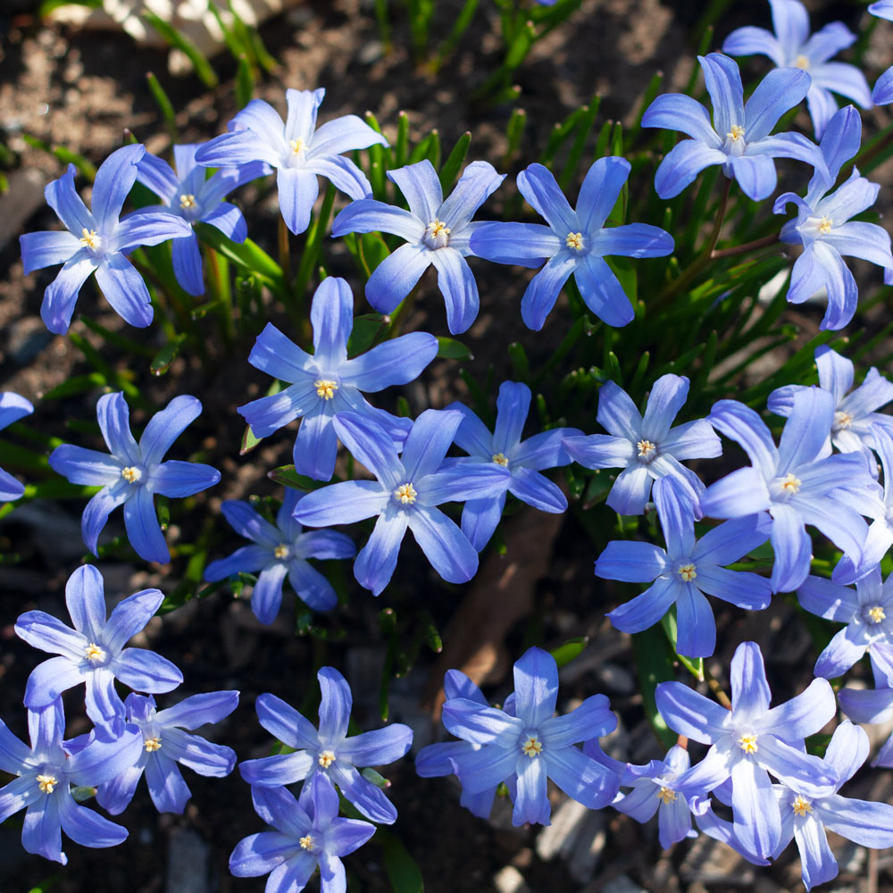 Woodland Naturalizing Collection of Bulbs
