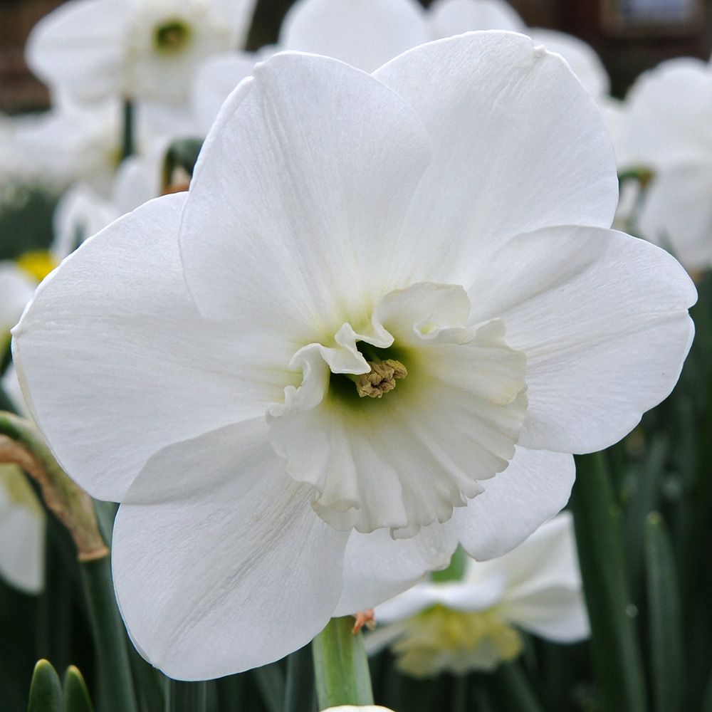 White Welcome Narcissus Mix
