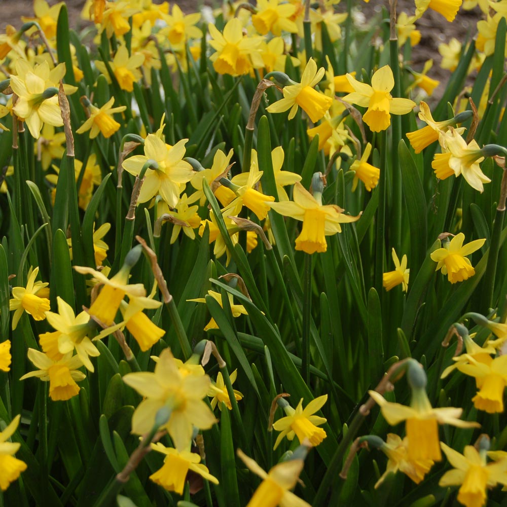 Little Stars of Spring Duo