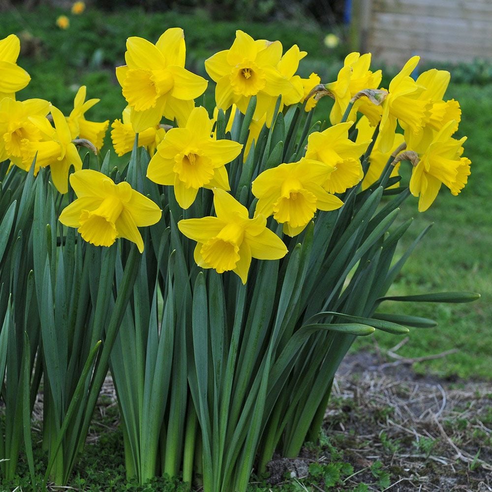Spring Trumpet Daffodil Mix