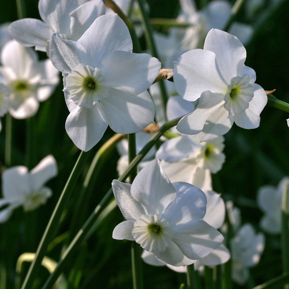 Small-Cupped Narcissus Mix