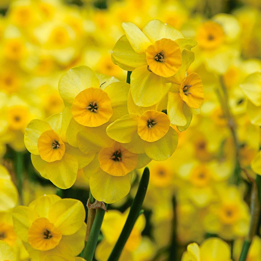 Award-Winning Miniature Daffodils