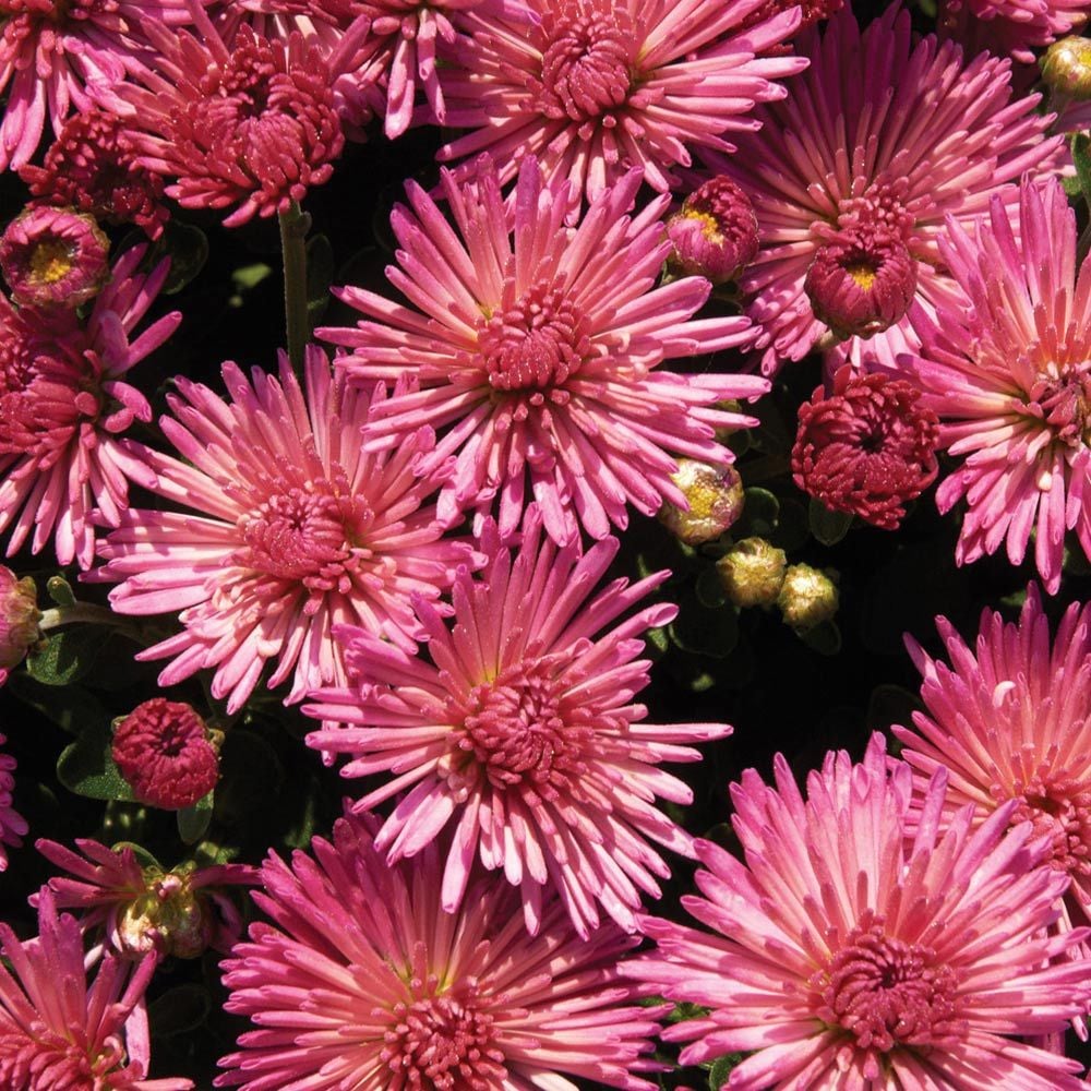 Chrysanthemum 'Fireworks Igloo'