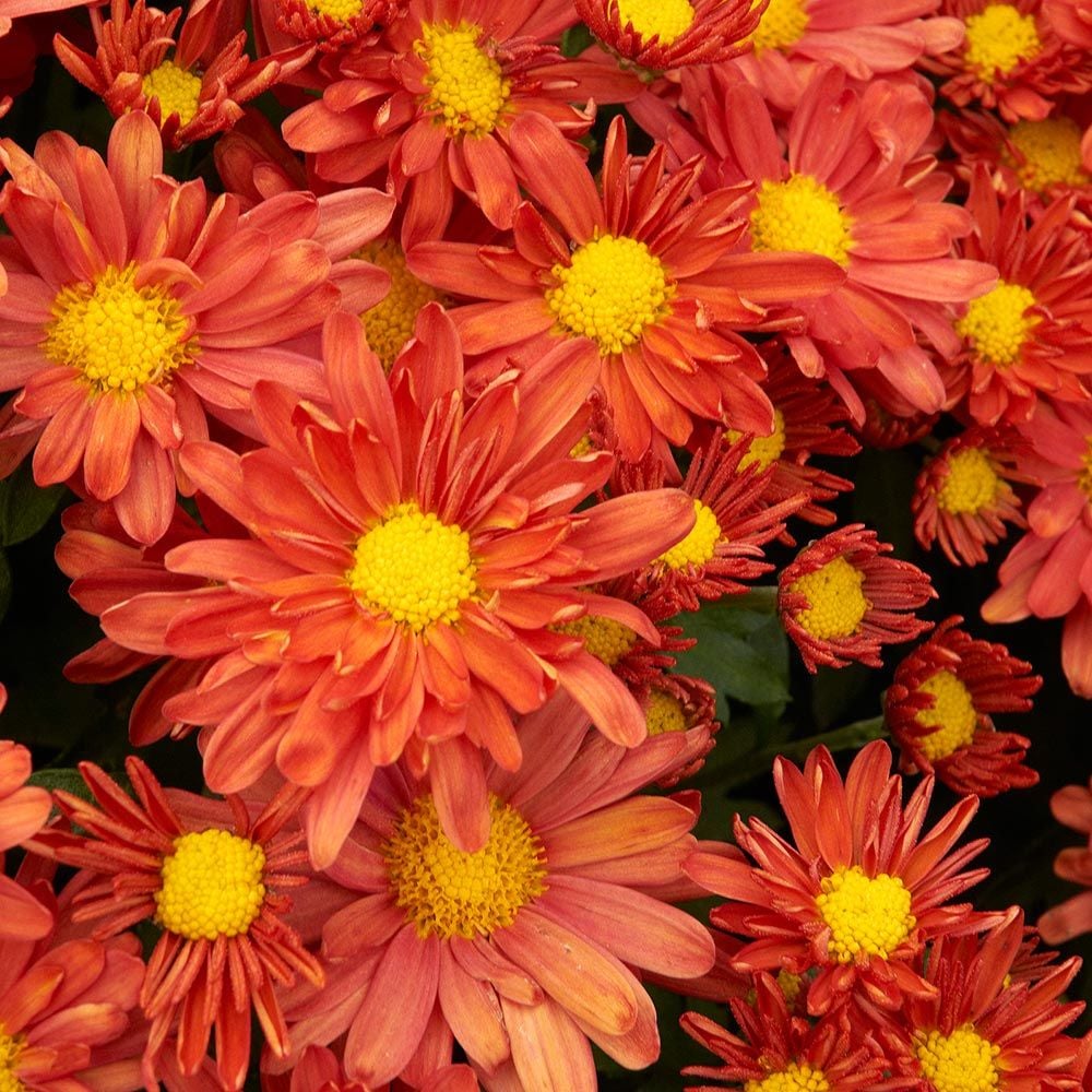 Chrysanthemum 'Pumpkin Igloo'