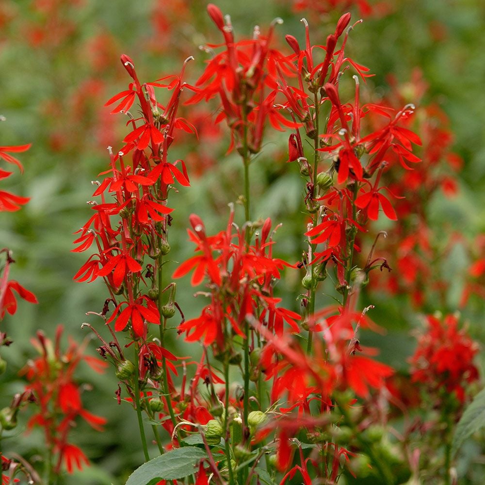 Lobelia cardinalis