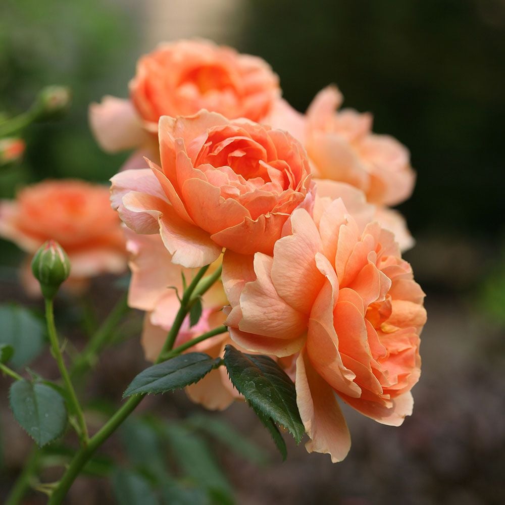 Rose At Last®