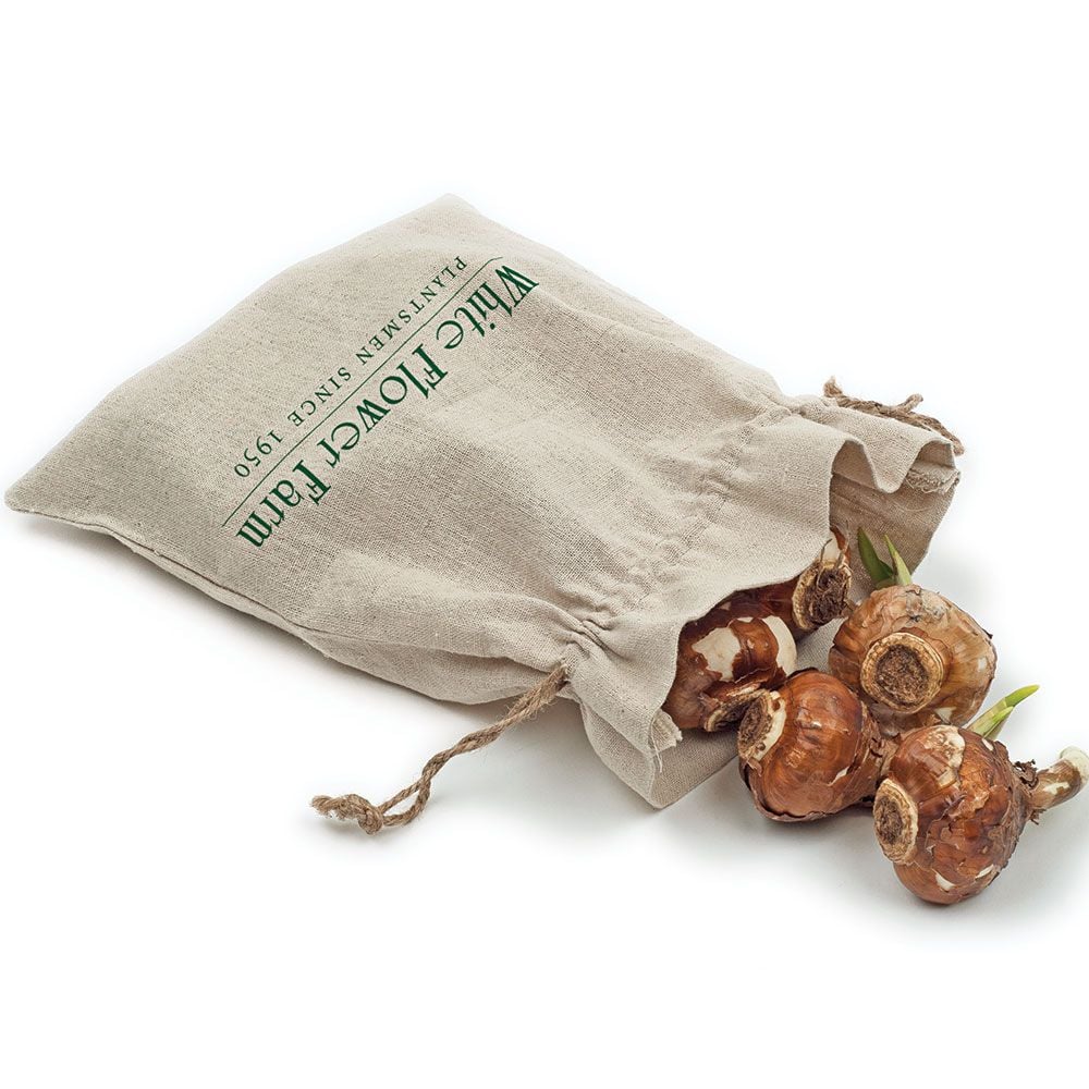 Paperwhite Bulbs