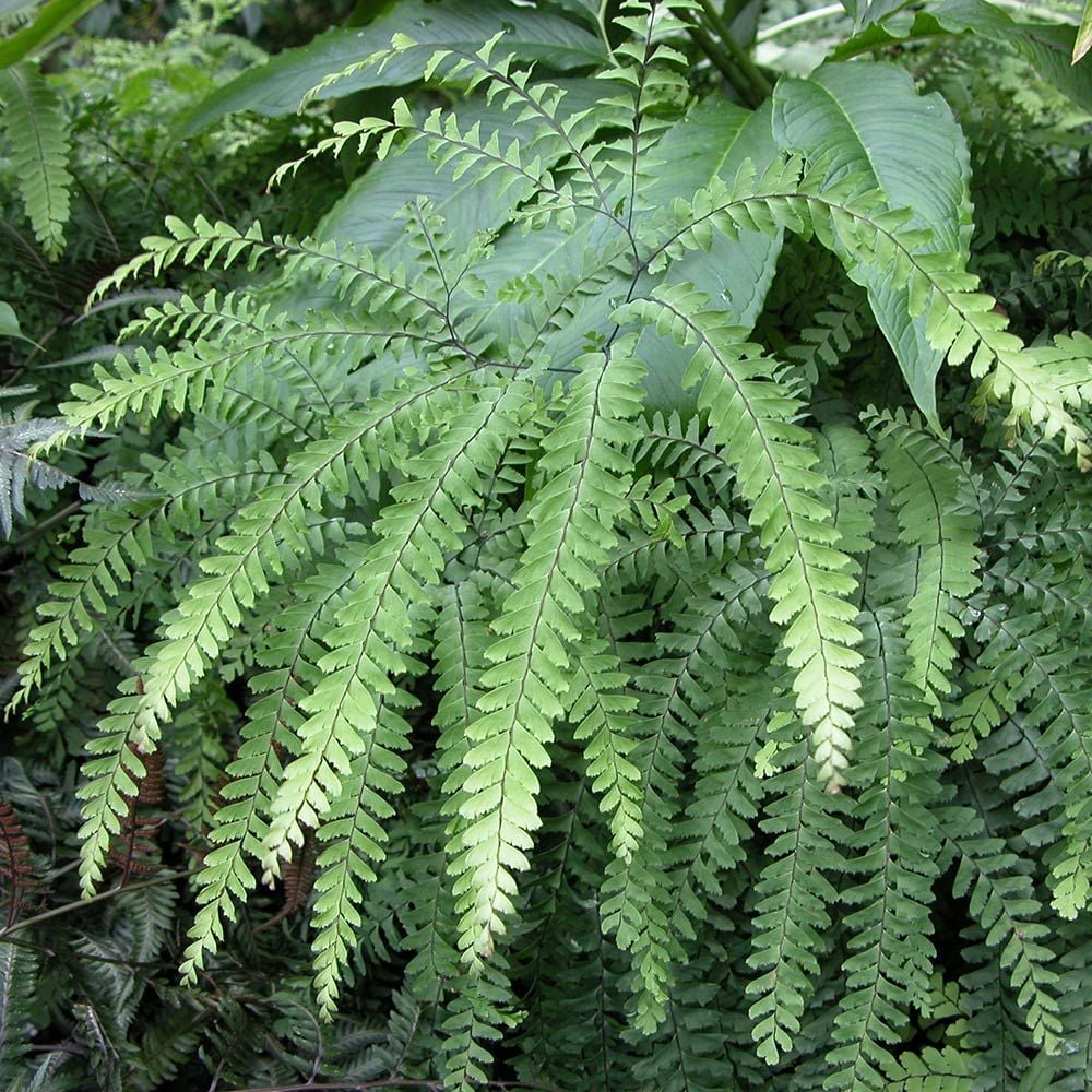 Adiantum pedatum