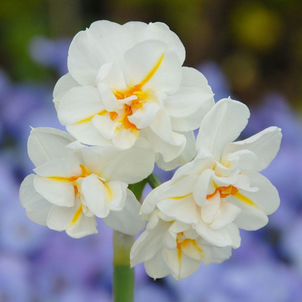 Scent of Spring Daffodil Mix