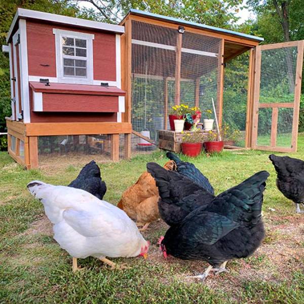OverEZ Chicken Coop - Amish Made - Heavy Duty