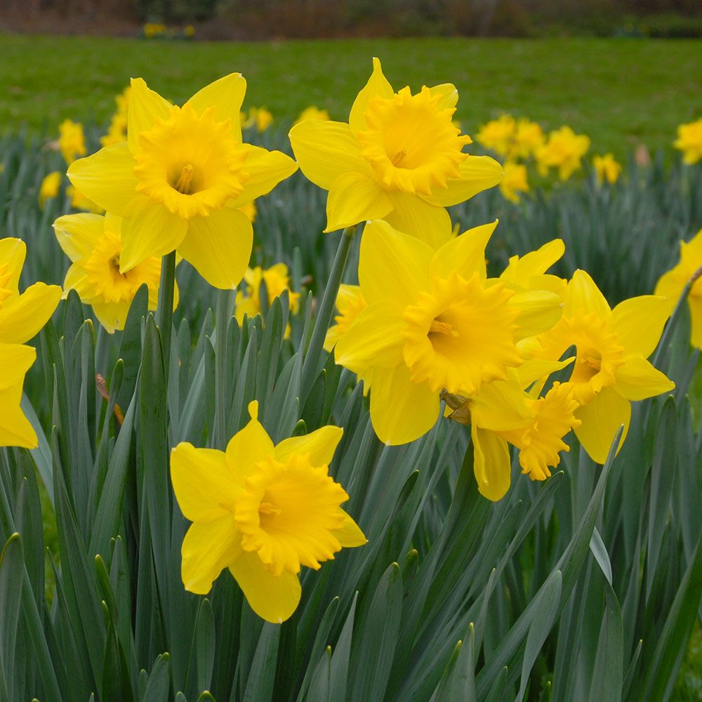 Narcissus 'Dutch Master'