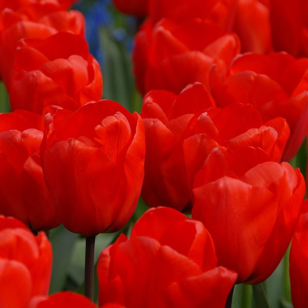 Tulip 'Lalibela'