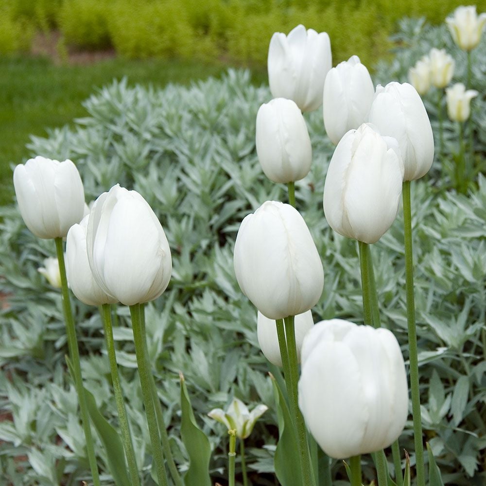 French Single Late Tulip Mix