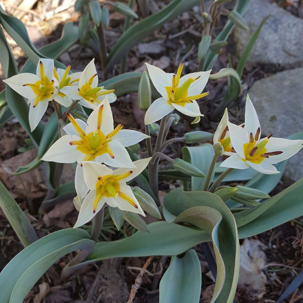 Turkish Tapestry - Species Tulip Mix