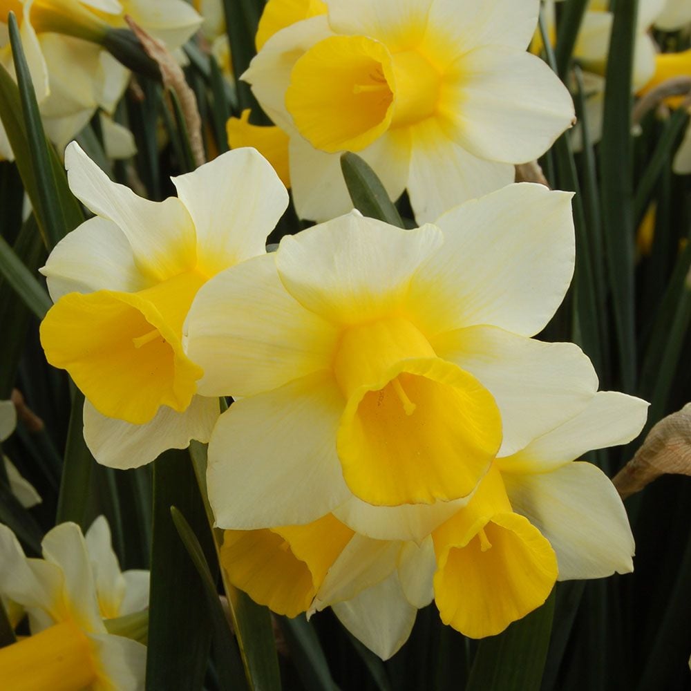 Spring Trumpet Daffodil Mix