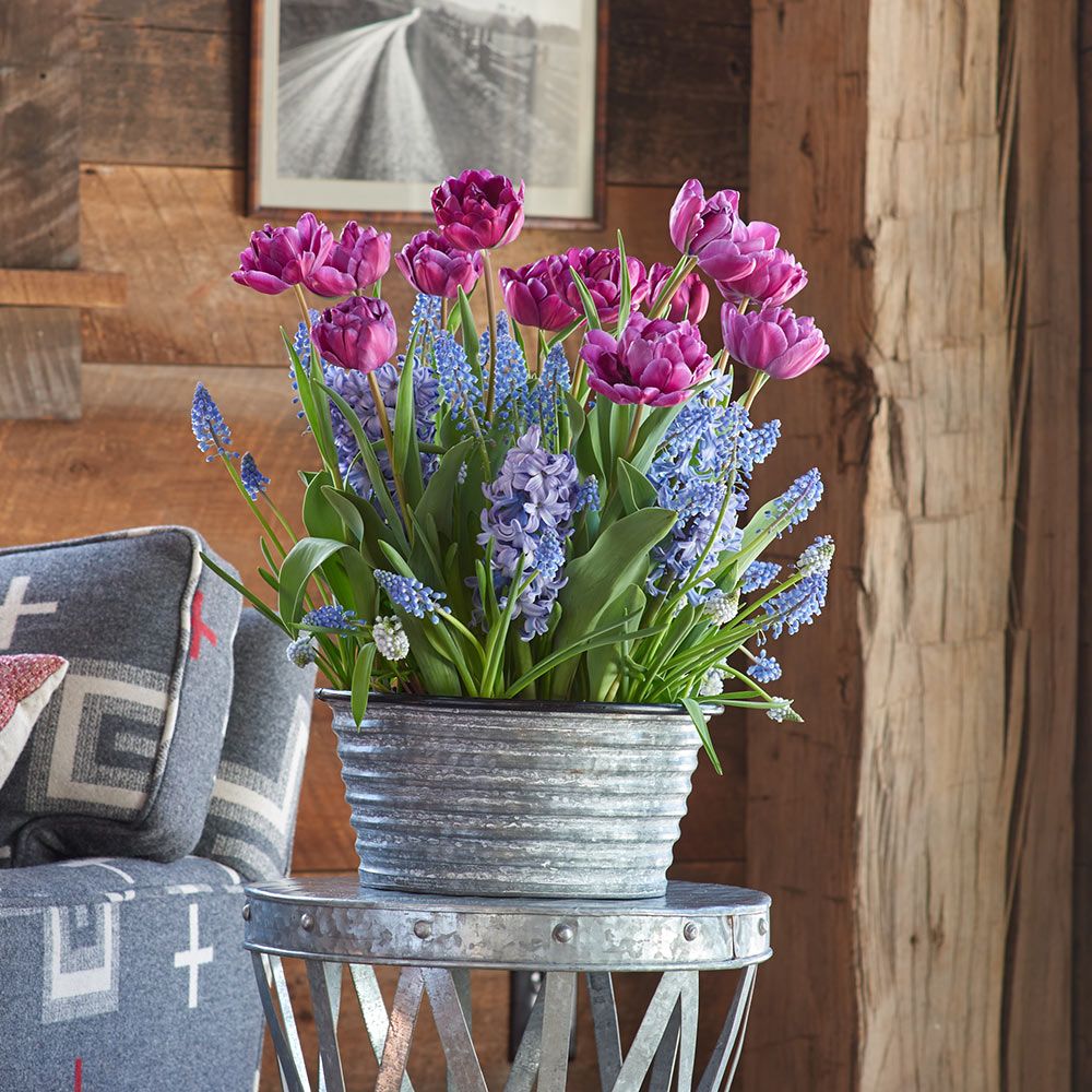 Three Months of Winter Bulb Gardens
