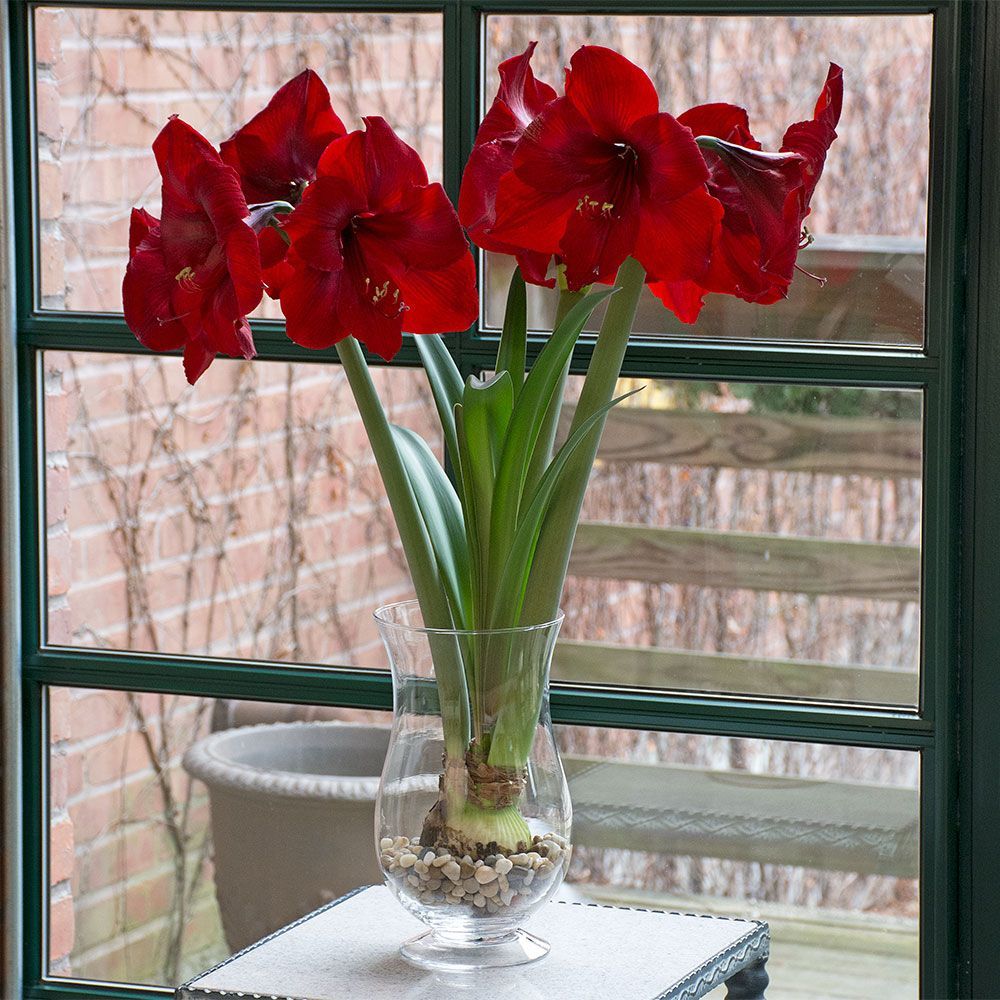 Amaryllis 'Red Reality'