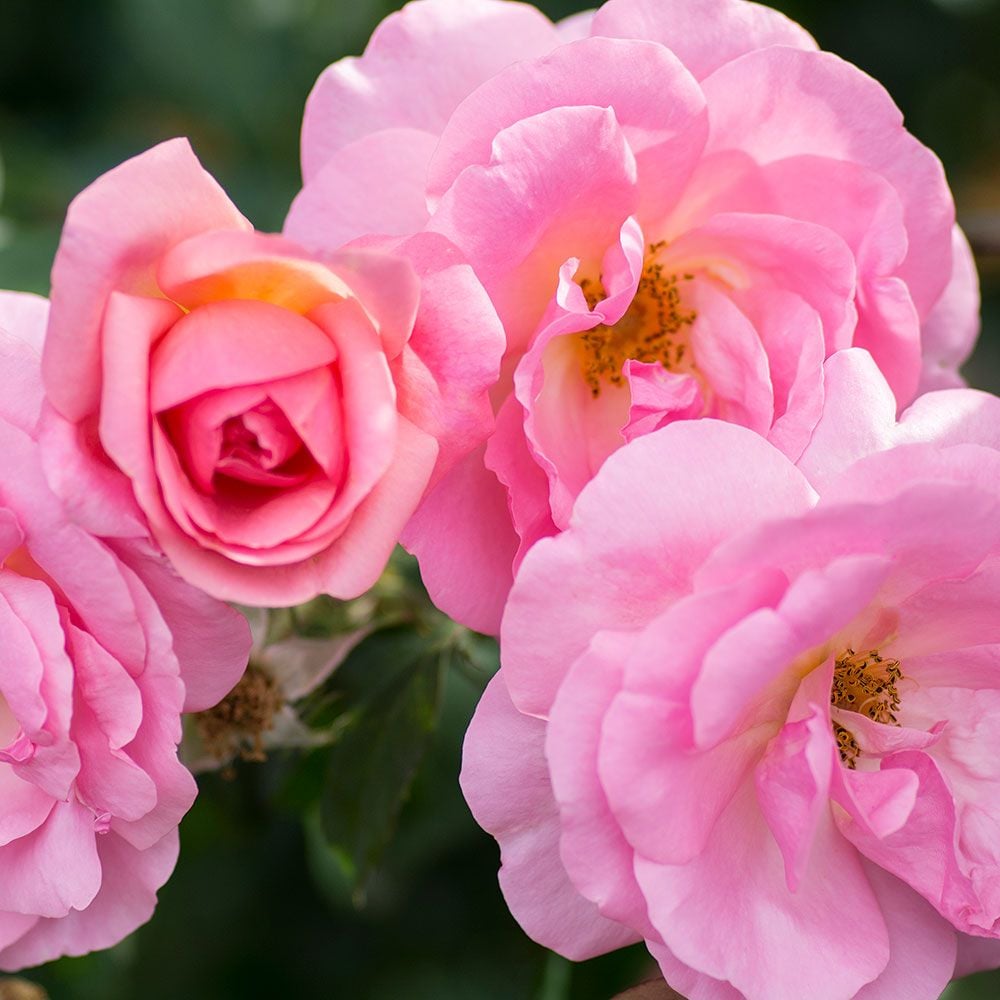 Rose Peachy Knock Out®