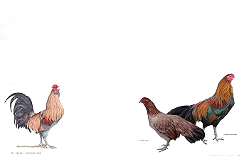 The Chicken Encyclopedia