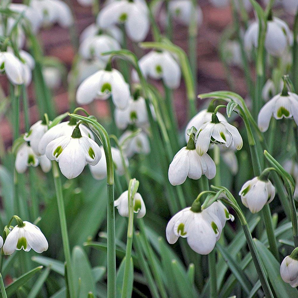 Galanthus 'Hippolyta'