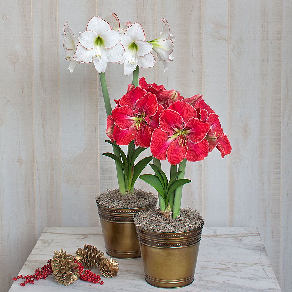 Amaryllis Magical Match Duo, two bulbs in bronzed metal cachepots