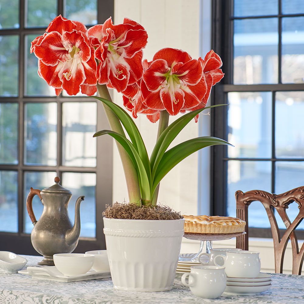 Amaryllis 'Samba,' one bulb in ceramic cachepot