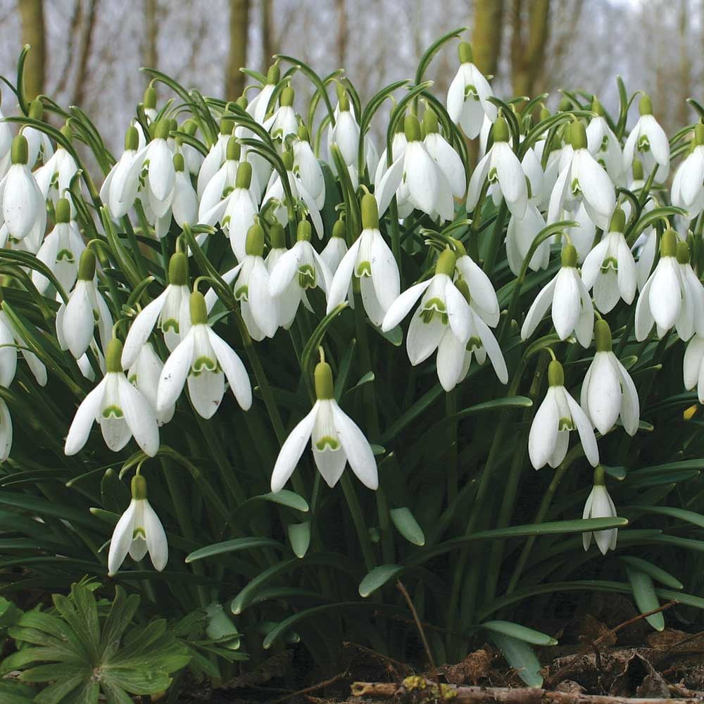 Woodland Naturalizing Collection of Bulbs